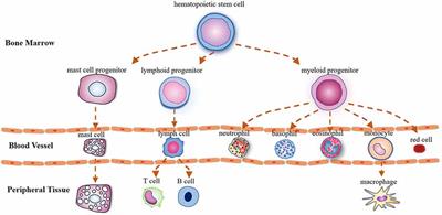 Involvement of Mast Cells in the Pathophysiology of Pain